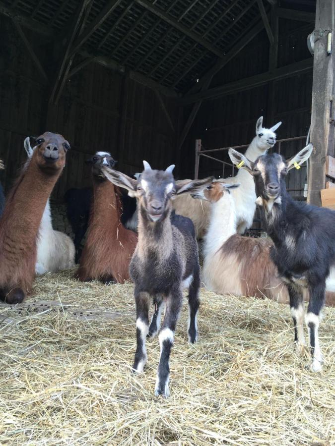 Loire Valley Llama Farm Stay Saint-Cyr-Les-Champagnes Dış mekan fotoğraf