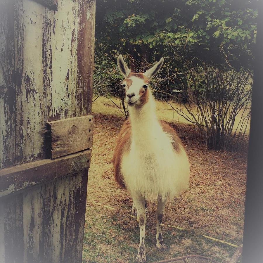 Loire Valley Llama Farm Stay Saint-Cyr-Les-Champagnes Dış mekan fotoğraf