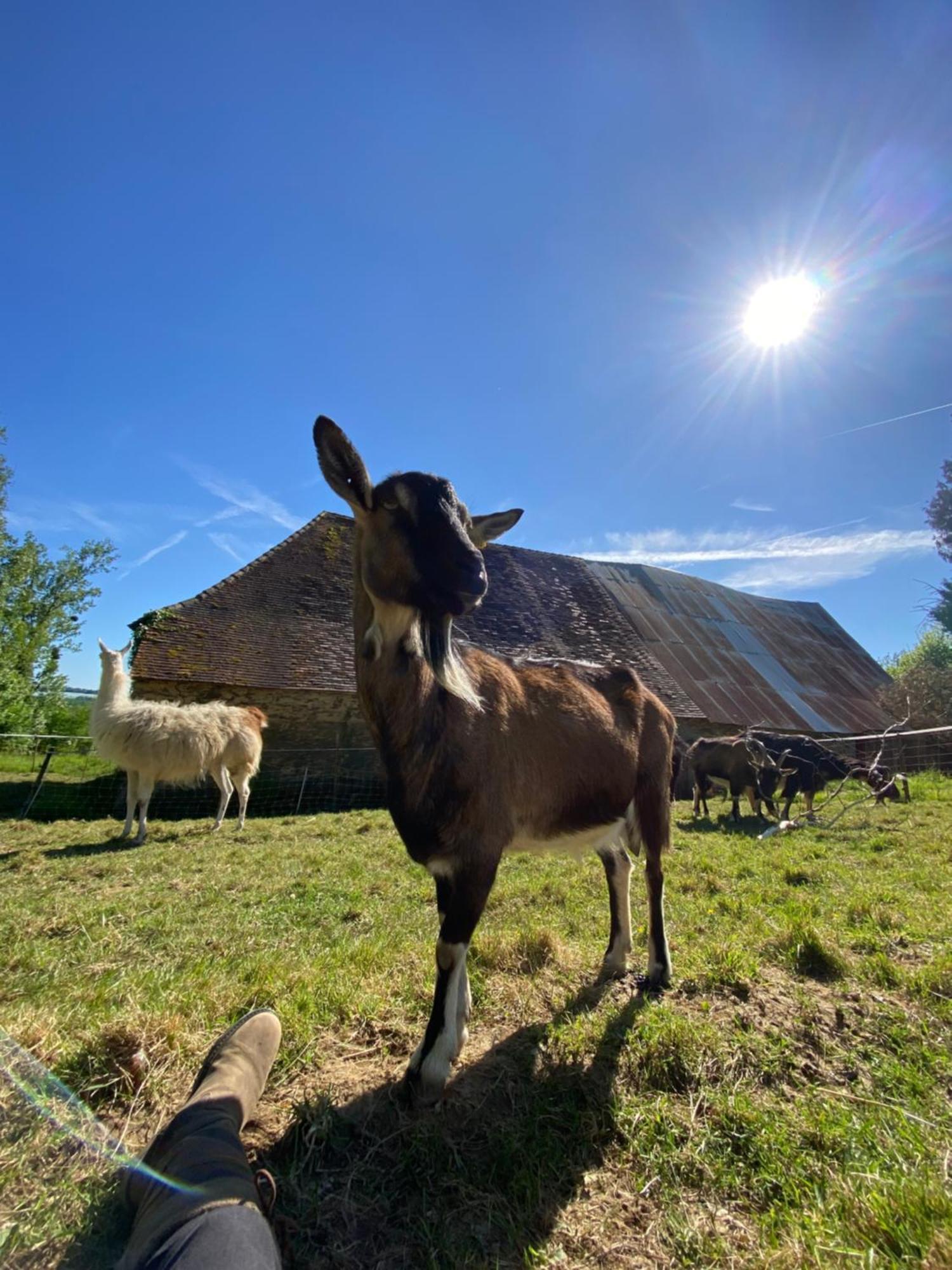 Loire Valley Llama Farm Stay Saint-Cyr-Les-Champagnes Dış mekan fotoğraf