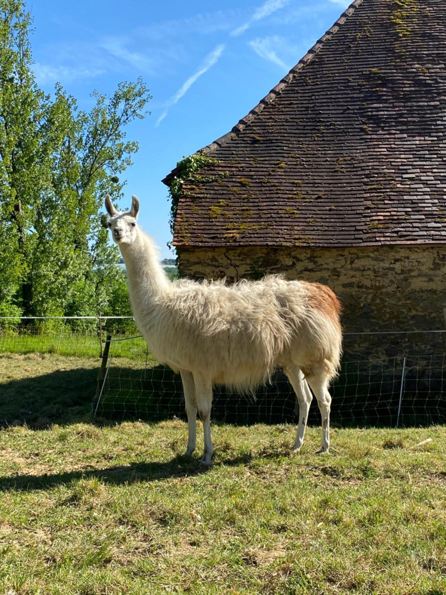 Loire Valley Llama Farm Stay Saint-Cyr-Les-Champagnes Dış mekan fotoğraf