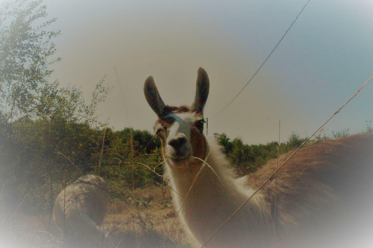 Loire Valley Llama Farm Stay Saint-Cyr-Les-Champagnes Dış mekan fotoğraf