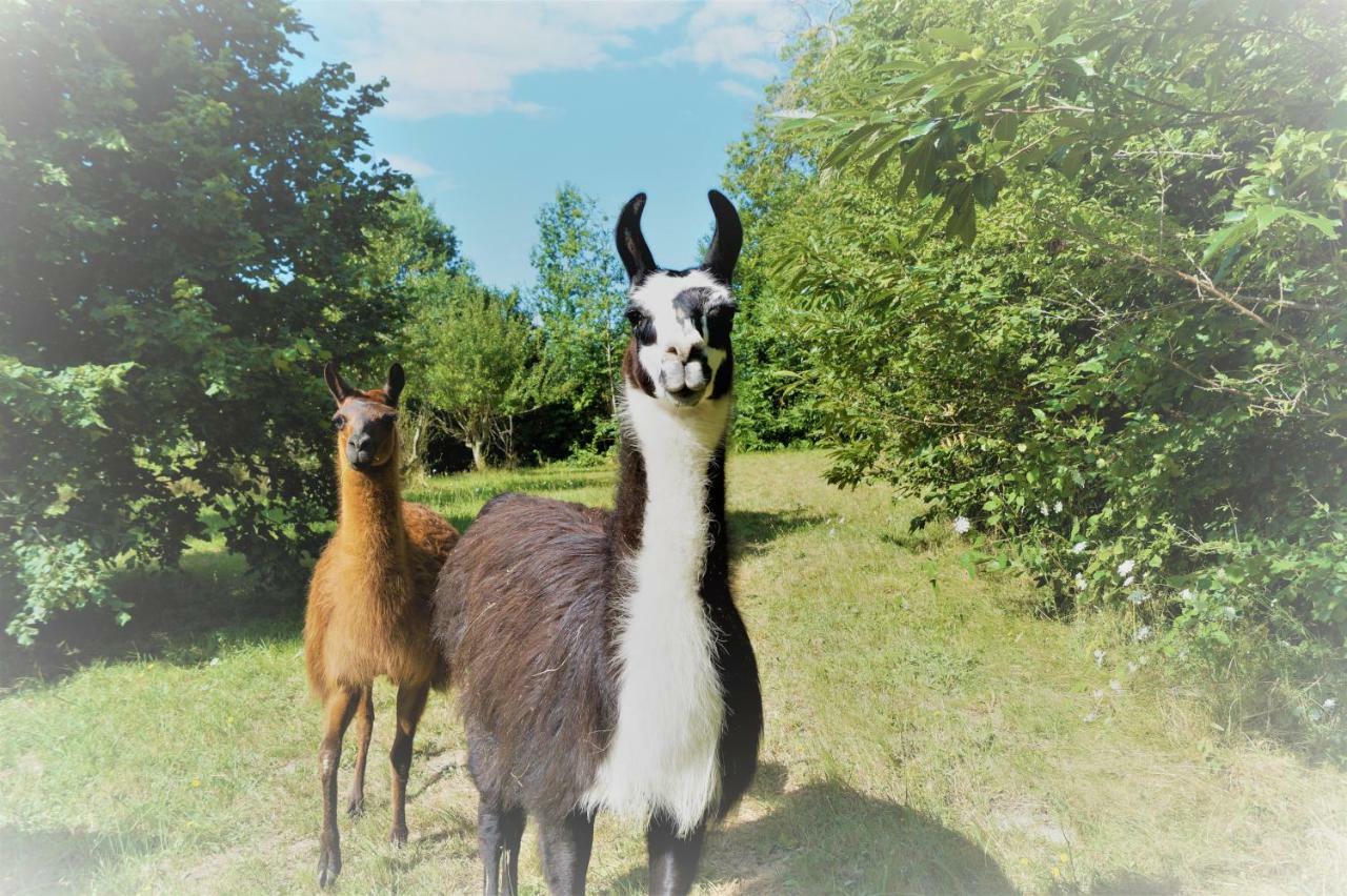Loire Valley Llama Farm Stay Saint-Cyr-Les-Champagnes Dış mekan fotoğraf