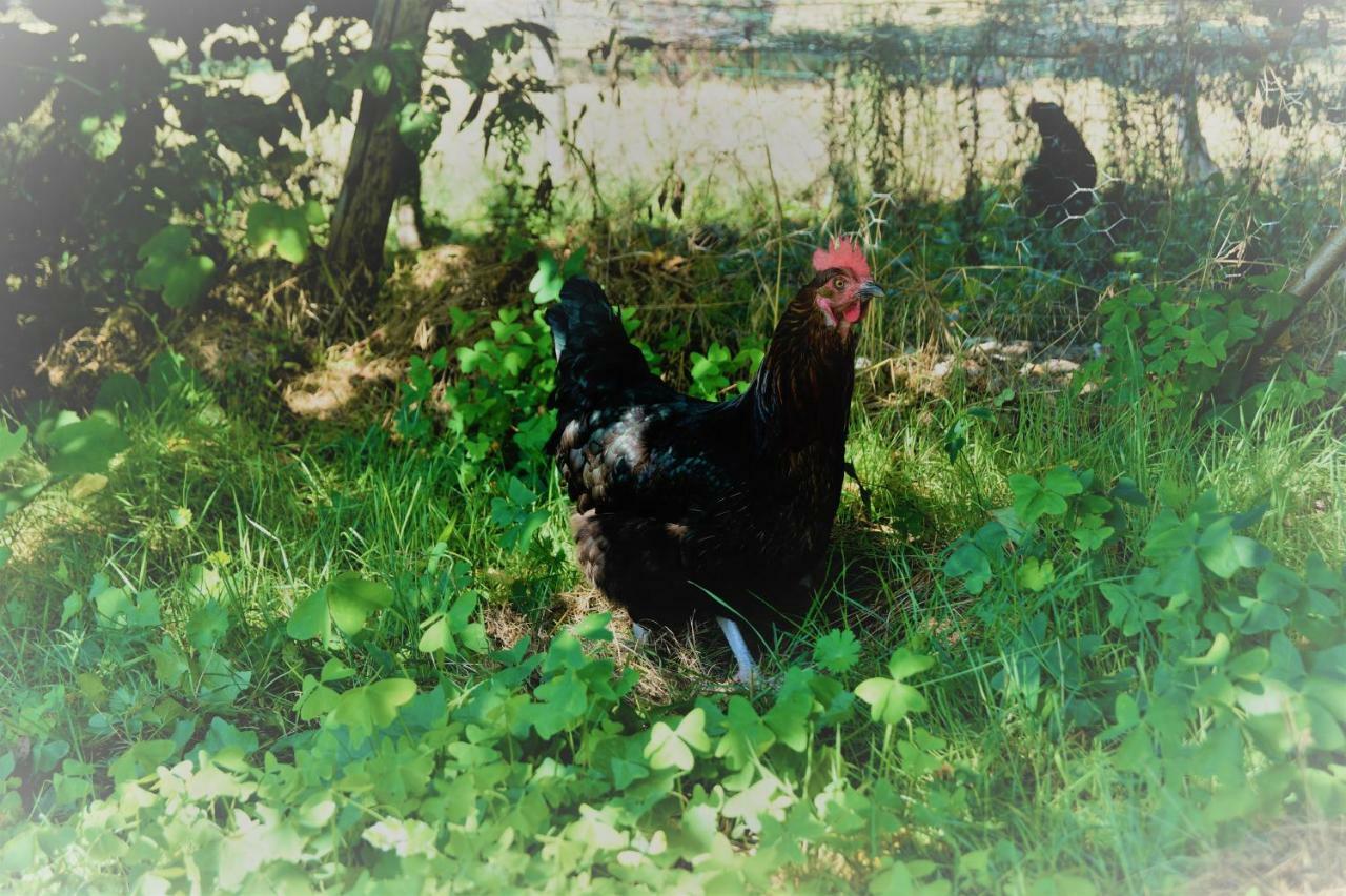 Loire Valley Llama Farm Stay Saint-Cyr-Les-Champagnes Dış mekan fotoğraf