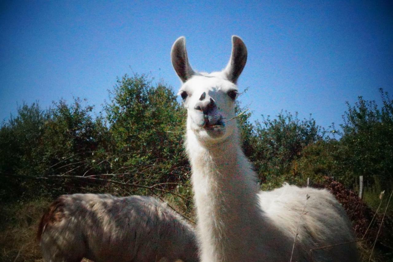 Loire Valley Llama Farm Stay Saint-Cyr-Les-Champagnes Dış mekan fotoğraf