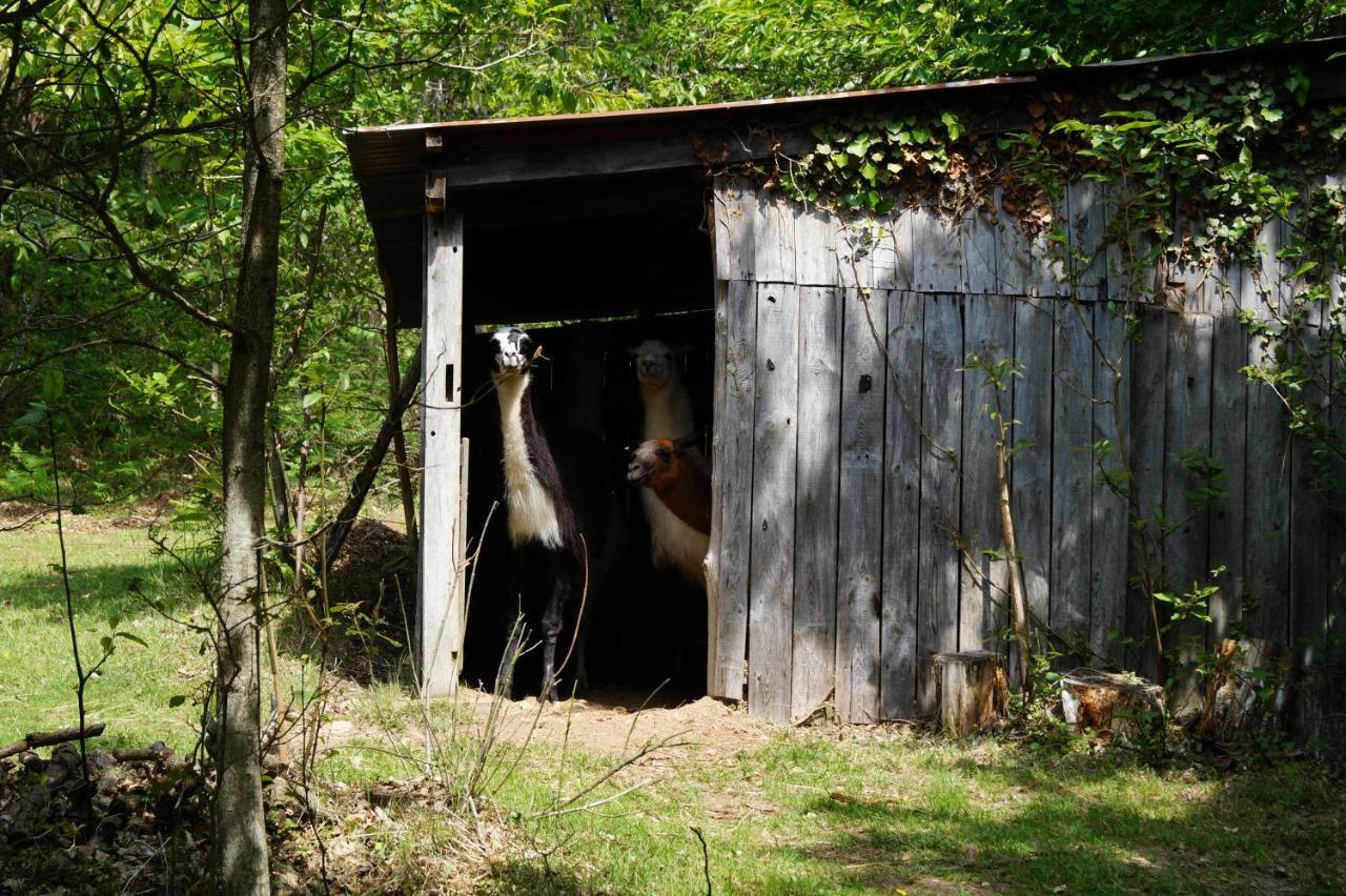 Loire Valley Llama Farm Stay Saint-Cyr-Les-Champagnes Dış mekan fotoğraf