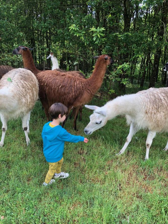 Loire Valley Llama Farm Stay Saint-Cyr-Les-Champagnes Dış mekan fotoğraf